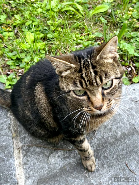 Minnie — Hauskatze ♀, Vermisst seit 08.08.2025, St-Sulpice VD (VD)