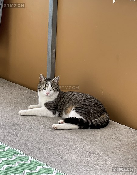 Kitmir — Hauskatze ♂, Vermisst seit 13.08.2025, Hedingen (ZH)