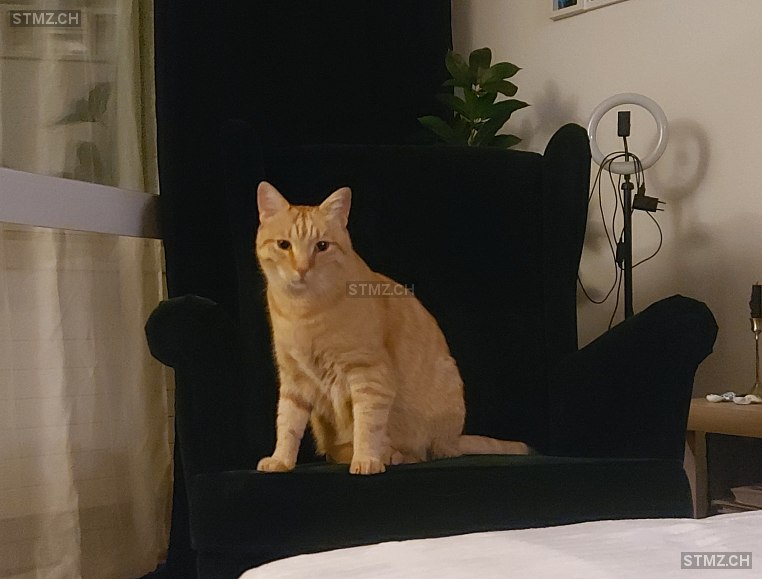 Pong — Katze ♂, Vermisst seit 10.08.2025, Wängi (TG)