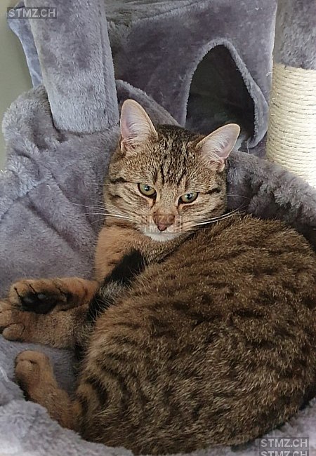 Jimmy — British Kurzhaar ♂, Vermisst seit 22.04.2025, Münchenstein (BL)