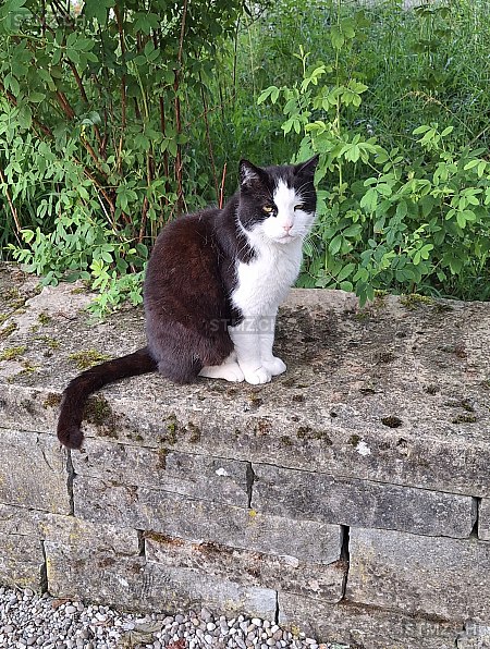 Maddox — Hauskatze ♂, Vermisst seit 17.08.2025, Stüsslingen (SO)