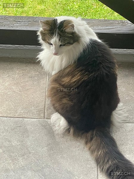 Bambou — Hauskatze ♂, Vermisst seit 02.08.2025, Dizy (VD)