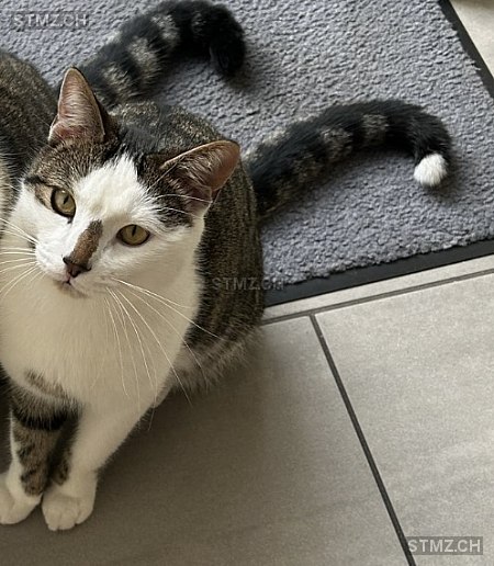 Shiro — Hauskatze ♂, Vermisst seit 15.08.2025, Bazenheid (SG)