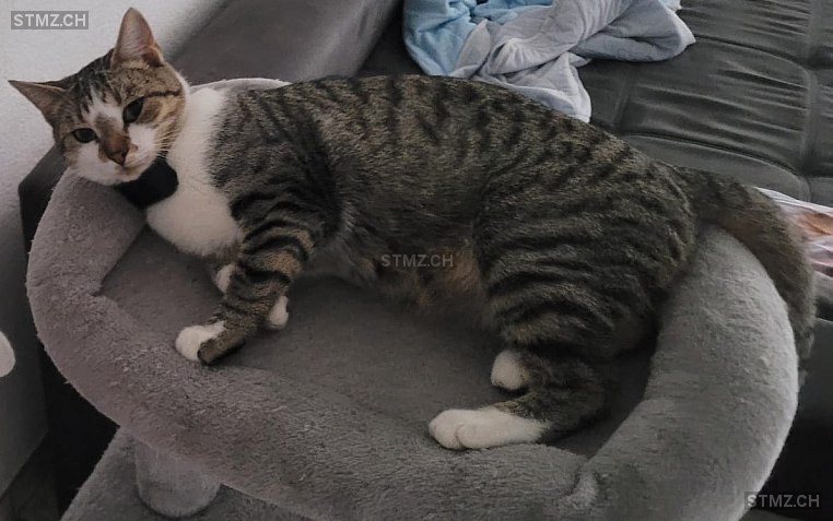 Thia — Hauskatze ♀, Vermisst seit 16.08.2025, Belp (BE)