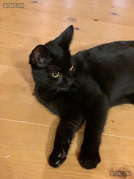 Timi — Hauskatze ♂, Vermisst seit 11.08.2025, Arch (BE)