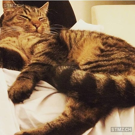 Tigi — Hauskatze ♂, Vermisst seit 16.08.2025, Zürich (ZH)