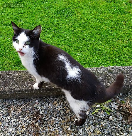 Ella — Hauskatze ♀, Vermisst seit 10.08.2025, Melano (TI)