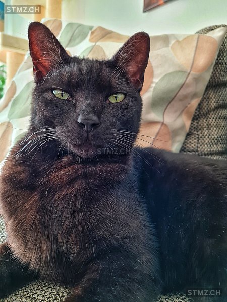 Tapsu — Hauskatze ♂, Vermisst seit 12.08.2025, Hinwil (ZH)