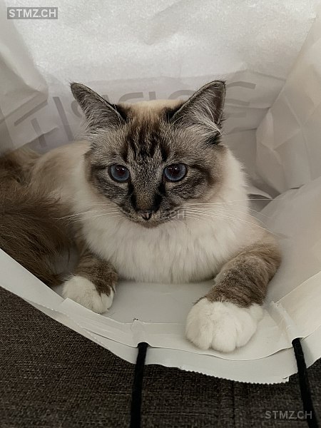 Canelle — Birma ♀, Vermisst seit 16.08.2025, Colombier NE (NE)