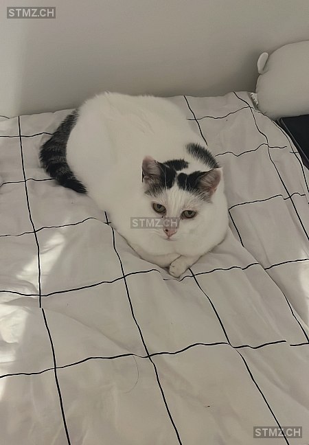 Tigerschwanz — Hauskatze ♀, Vermisst seit 17.08.2025, Uster (ZH)