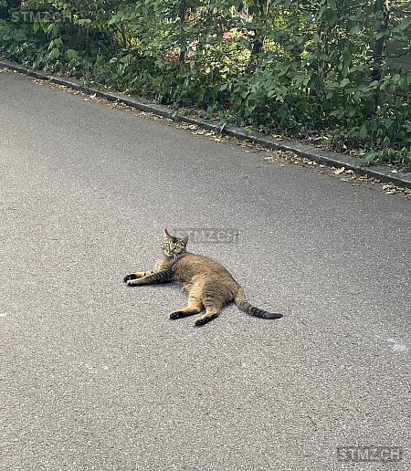 Kiri — Hauskatze ♀, Vermisst seit 15.08.2025, Wetzikon ZH (ZH)