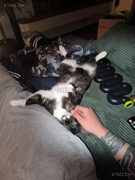 Oreo — Hauskatze ♂, Vermisst seit 20.08.2025, Herisau (AR)