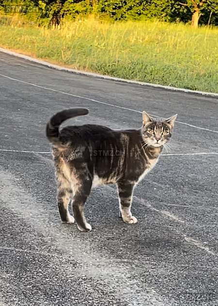 Yakari — Hauskatze ♂, Vermisst seit 18.08.2025, Küttigen (AG)