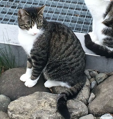 Morice — Hauskatze ♂, Vermisst seit 17.08.2025, Hirzel (ZH)