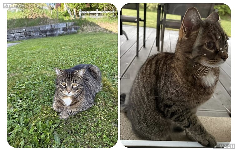 Lino — Hauskatze ♂, Vermisst seit 11.08.2025, Tavannes (BE)