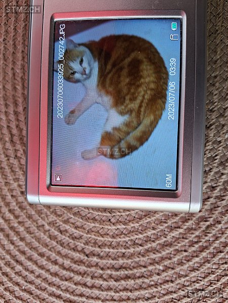 Fanta — Hauskatze ♀, Vermisst seit 13.08.2025, Sion (VS)