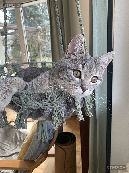 Bablo — Hauskatze ♂, Vermisst seit 09.08.2025, Herzogenbuchsee (BE)