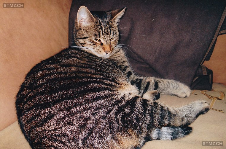 Pascha — Katze ♂, Vermisst seit 16.08.2025, Adliswil (ZH)