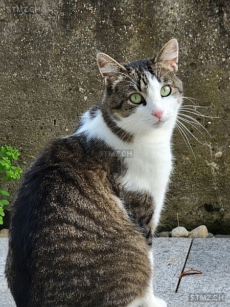 Olli — Hauskatze ♂, Vermisst seit 15.08.2025, Höri (ZH)