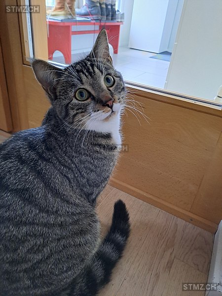 Baggerli — Hauskatze ♂, Vermisst seit 16.08.2025, Full-Reuenthal (AG)