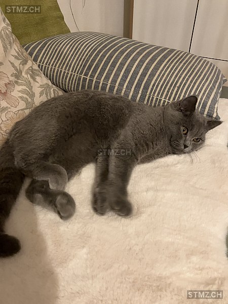 Emma — British Kurzhaar ♀, Vermisst seit 19.08.2025, Rüschlikon (ZH)