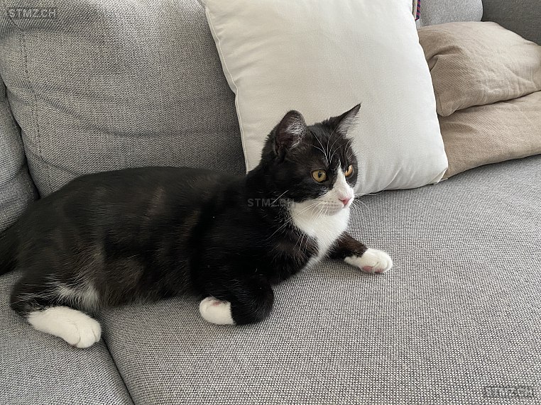 Vermisste Katzen #380640 — Katze ♂, Vermisst seit ?, Othmarsingen (AG)