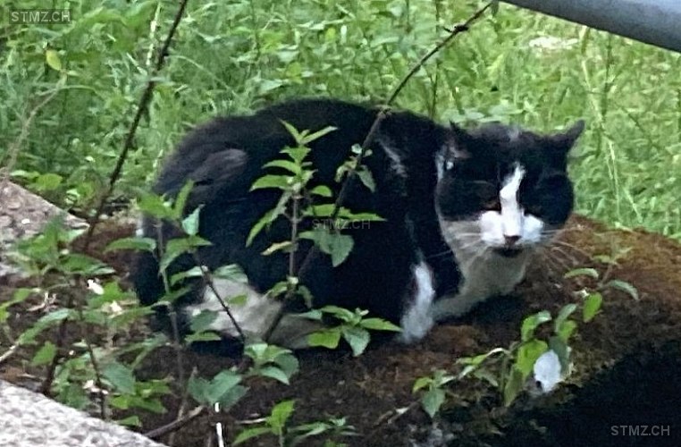 Mäsilinde — Hauskatze ♀, Vermisst seit 02.08.2025, Fischenthal (ZH)