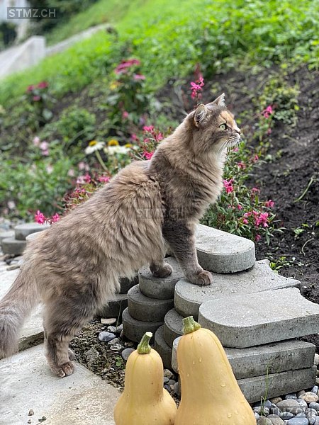 Shira — Hauskatze ♀, Vermisst seit 17.08.2025, Sins (AG)