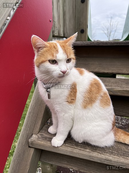 Malou — Hauskatze ♀, Vermisst seit 22.08.2025, Wünnewil (FR)