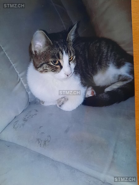 Nala — Hauskatze ♀, Vermisst seit 20.08.2025, Wynau (BE)