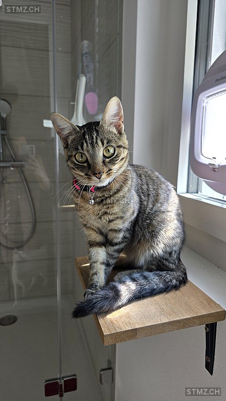 Ellie — Hauskatze ♀, Vermisst seit 12.08.2025, Räterschen (ZH)