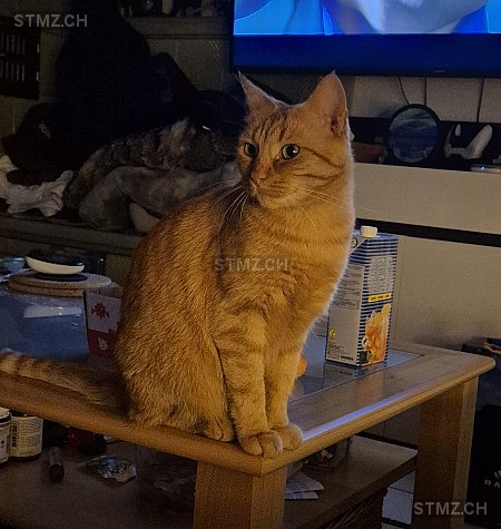 Foxi — Hauskatze ♀, Vermisst seit 20.08.2025, Mühlau (AG)