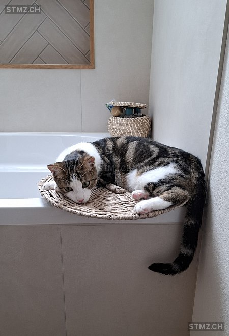 Chaschper — Hauskatze ♂, Vermisst seit 22.08.2025, Kölliken (AG)