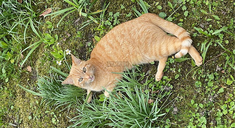 Kiwi — Hauskatze ♂, Vermisst seit 21.08.2025, St. Gallen (SG)