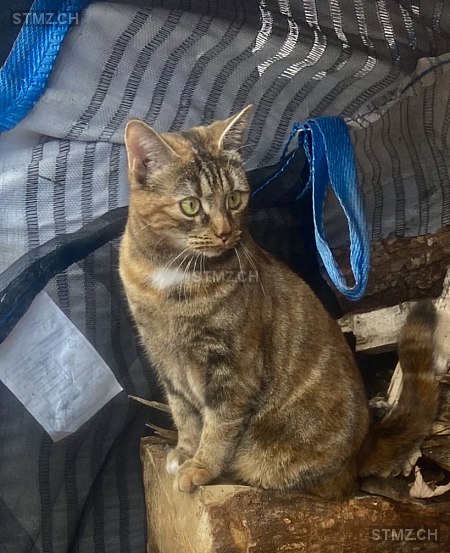 Luzi — Katze ♀, Vermisst seit 22.08.2025, Klosters Dorf (GR)