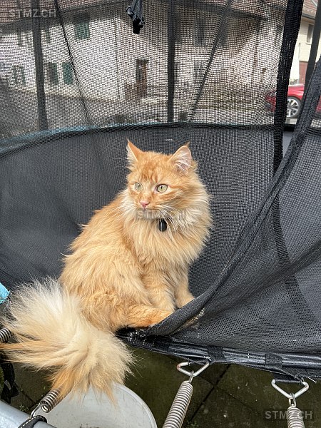 Leo — Hauskatze ♂, Vermisst seit 01.07.2025, Othmarsingen (AG)