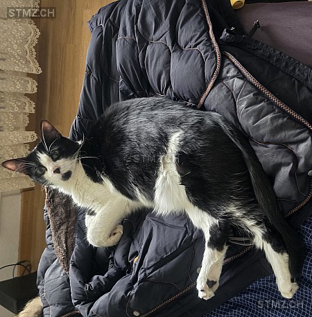 Punto — Hauskatze ♂, Vermisst seit 24.08.2025, Urdorf (ZH)