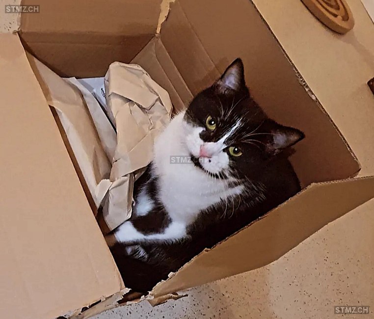 Lucifer (Lucy) — Hauskatze ♂, Vermisst seit 12.08.2025, Alten (ZH)