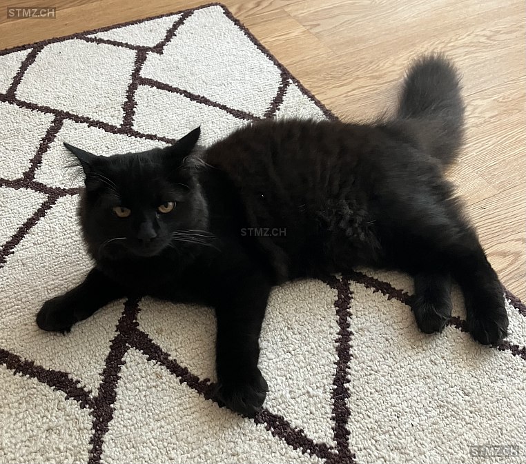 Minouche — British Langhaar ♂, Vermisst seit 23.08.2025, Basel (BS)