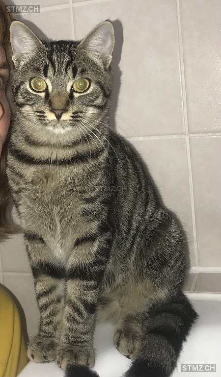 Mimoun — Hauskatze ♂, Vermisst seit 18.08.2025, Vevey (VD)