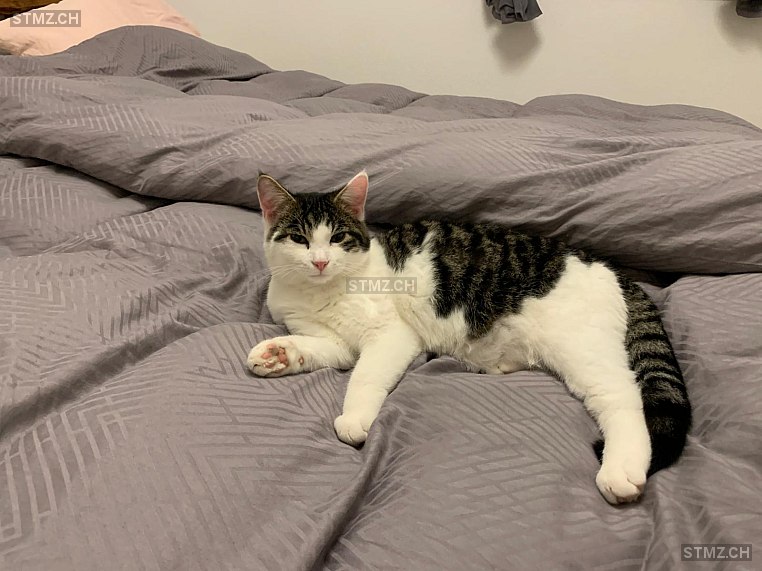 Alvaro — Hauskatze ♂, Vermisst seit 17.08.2025, Kaltbrunn (SG)