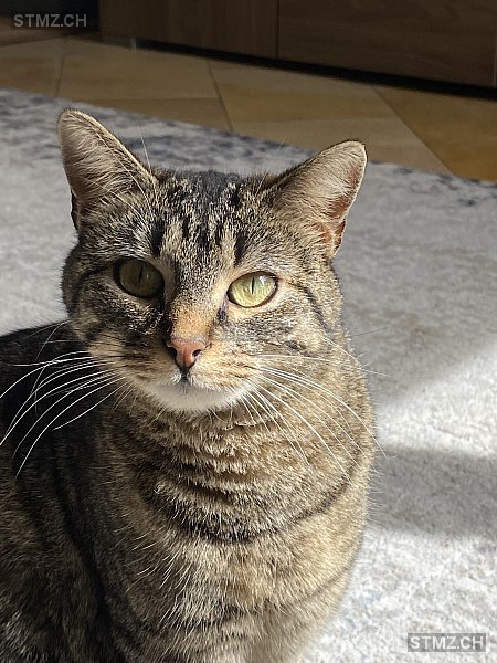 Milly — Hauskatze ♀, Vermisst seit 22.08.2025, Buttikon SZ (SZ)