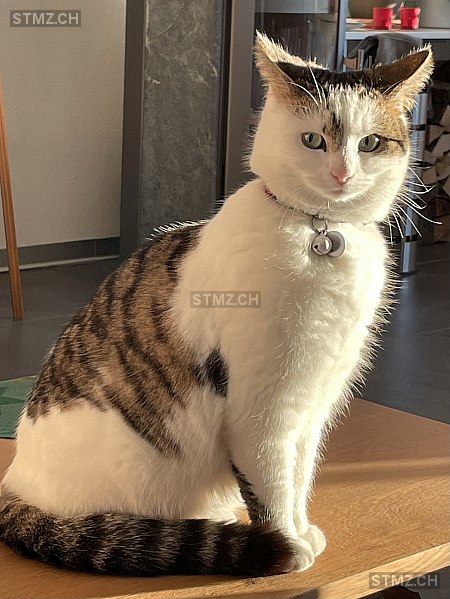 Plume — Hauskatze ♀, Vermisst seit 23.08.2025, Marly (FR)