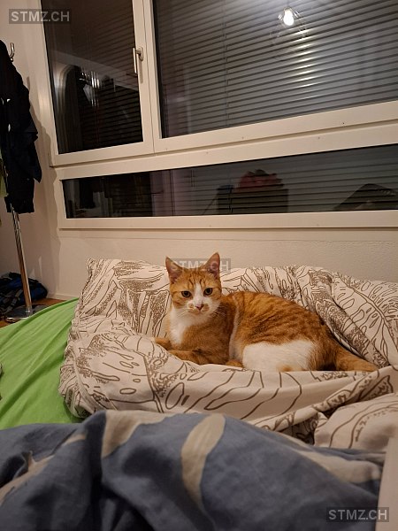 Vermisste Katzen #380804 — Hauskatze ♂, Vermisst seit ?, St. Erhard (LU)