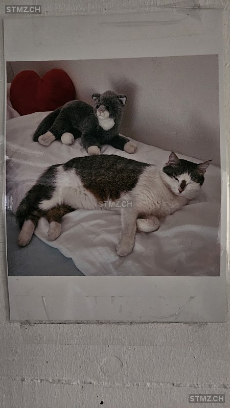 Chasperli — Hauskatze ♂, Vermisst seit 24.08.2025, Menziken (AG)