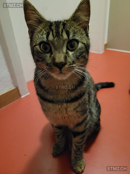 Snickers — Hauskatze ♂, Vermisst seit 24.08.2025, Siebnen (SZ)