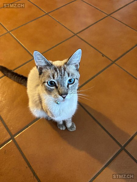 Oki — Hauskatze ♂, Vermisst seit 26.08.2025, Attiswil (BE)