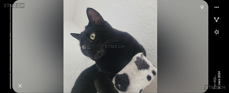 Olive — Hauskatze ♀, Vermisst seit 19.01.2025, La Chaux-de-Fonds (NE)