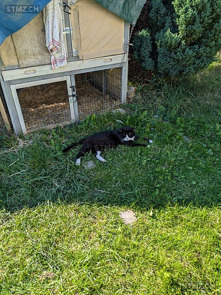 Felix — Hauskatze ♂, Vermisst seit 16.08.2025, Villars-Burquin (VD)