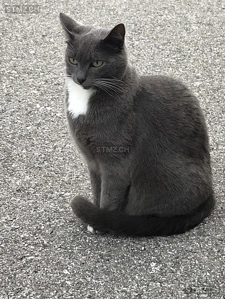 Pirouette — Hauskatze ♀, Vermisst seit 28.07.2025, Corsier-sur-Vevey (VD)